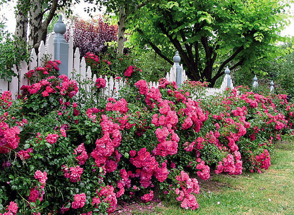 バラ フラワーカーペットローズ ピンク 苗 販売 苗木部 By 花ひろば