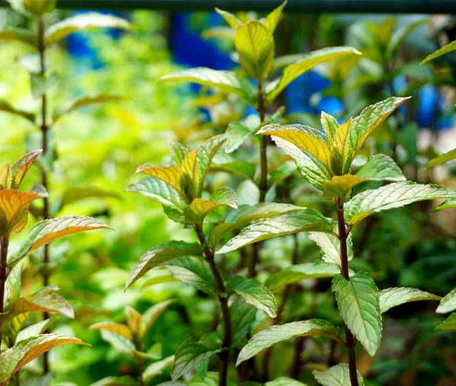 ミント ブラックペパーミント 2