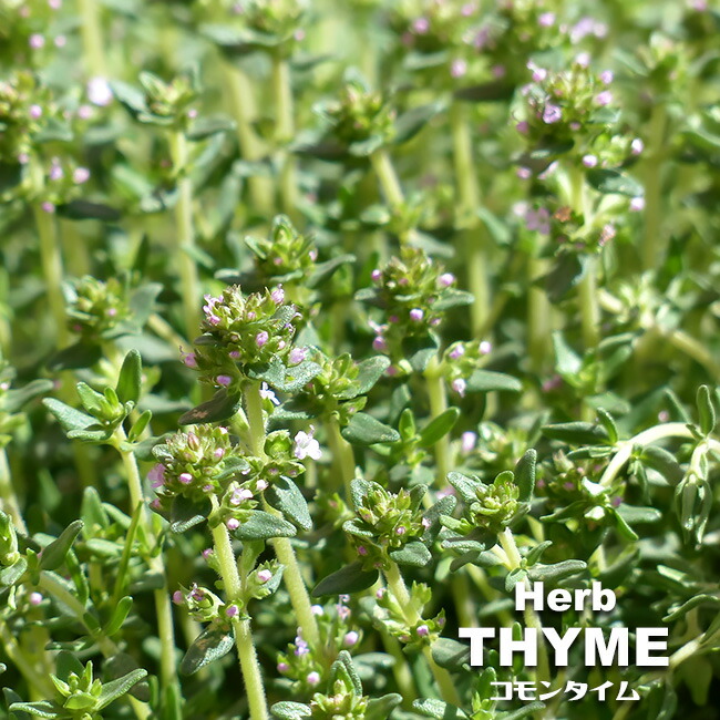 タイム コモンタイム 2