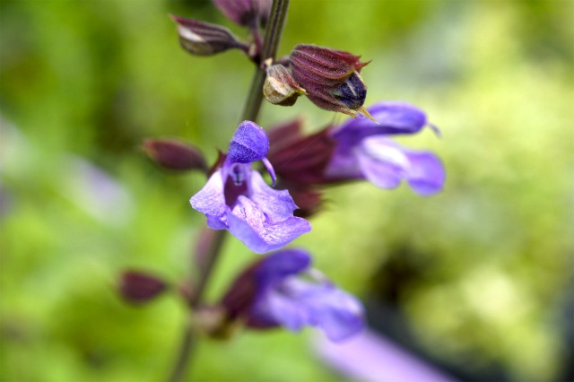 サルビア コモンセージ 1