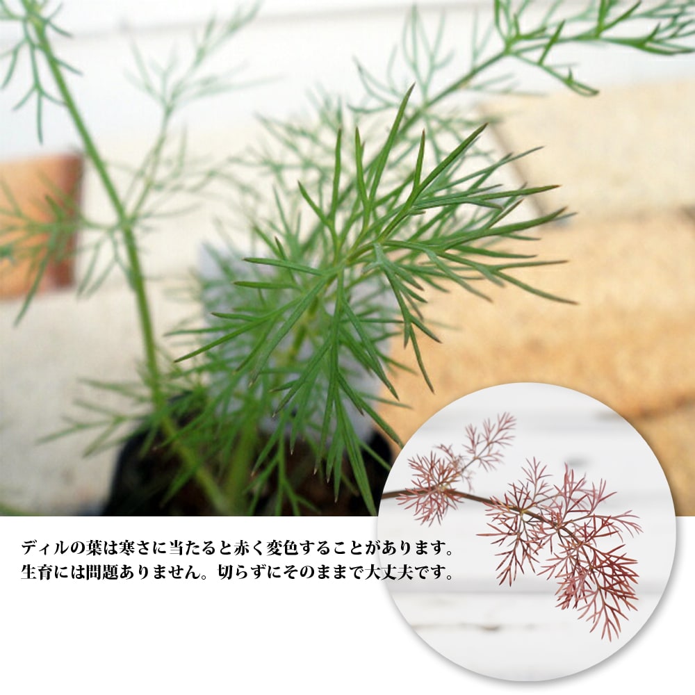 ディル ディル 3