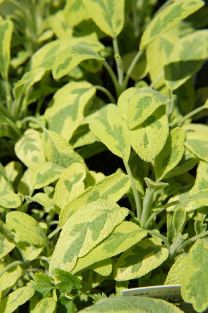 サルビア ゴールデンセージ 