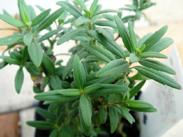 ヒソップ ヒソップ（ピンク） 1