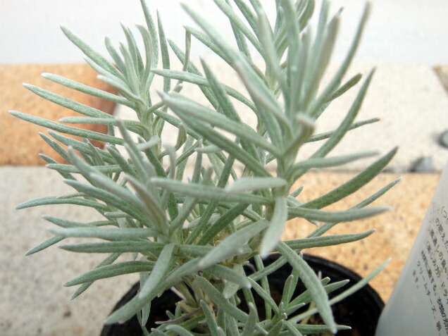 カレープラント カレープラント 1