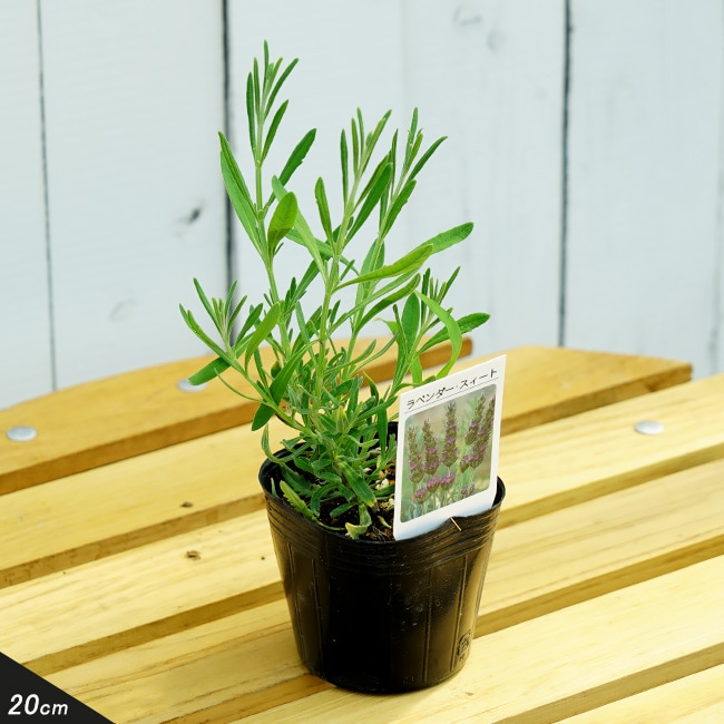 ラベンダー スイートラベンダー 