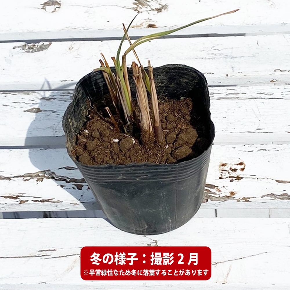レモングラス　苗　関東の虎 レモングラス苗 関東の虎様 - メルカリ