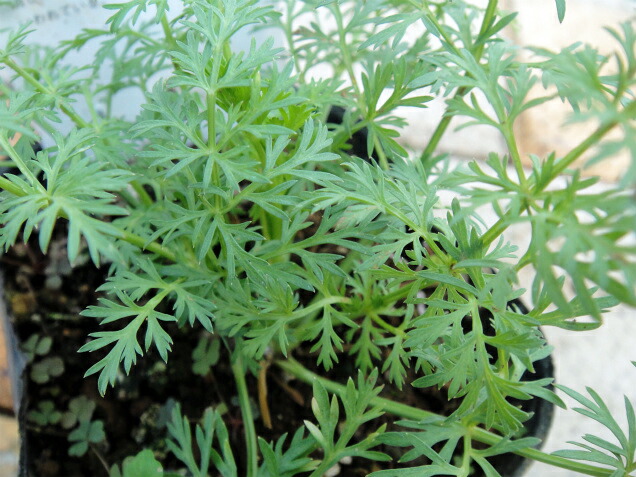 キャラウェイ キャラウェイ 1