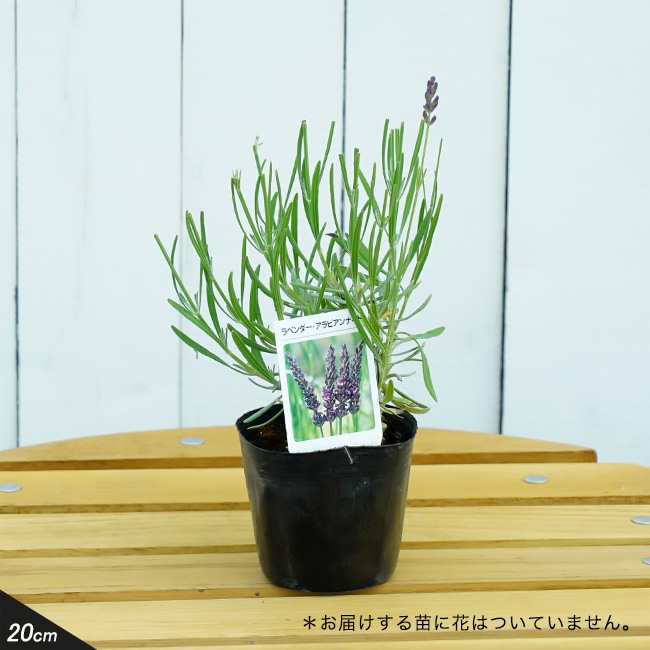 アラビアナイトラベンダー