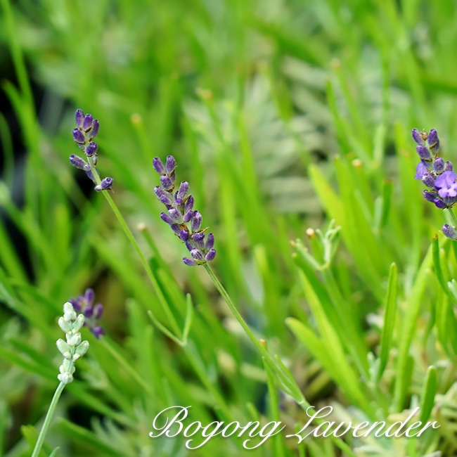 ボゴングラベンダー 