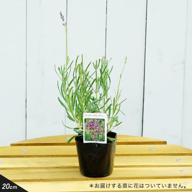 ラベンダー ディリーディリーラベンダー 
