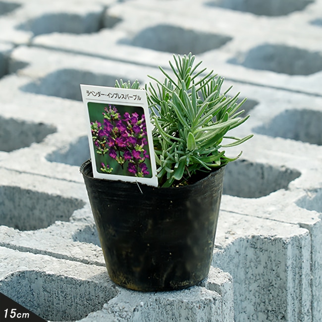 ラベンダー インプレスパープルラベンダー 