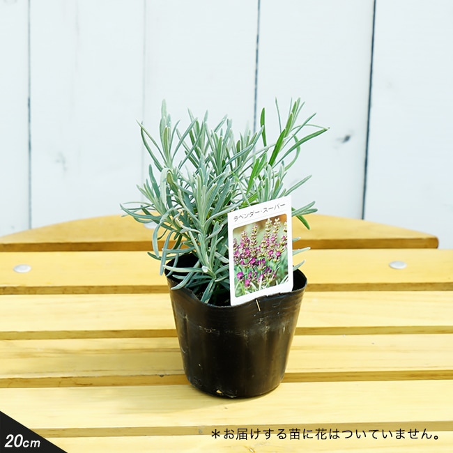 ラベンダー スーパーラベンダー 