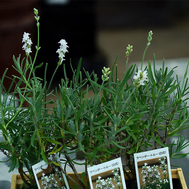 ラベンダー ブルーマウンテンホワイト 1