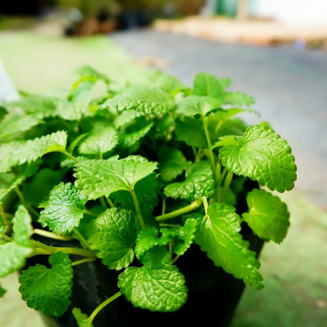種 ( タネ )｜レモンバーム/メリッサ