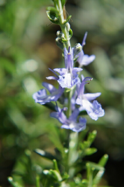 ローズマリー モーツァルトブルー 3