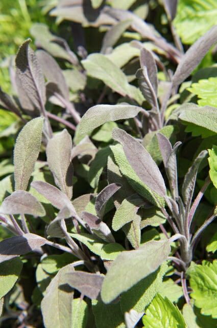 サルビア パープルセージ 