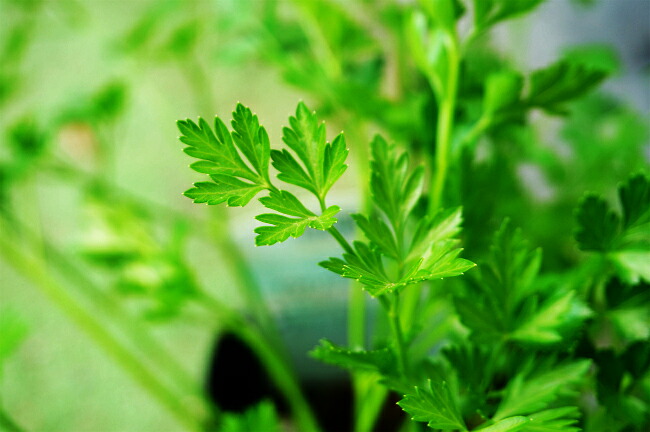 パセリ イタリアンパセリ 1