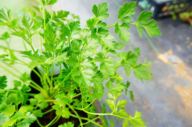 イタリアンパセリ 