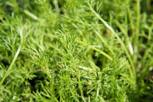 カモミール ローマンカモミール 2