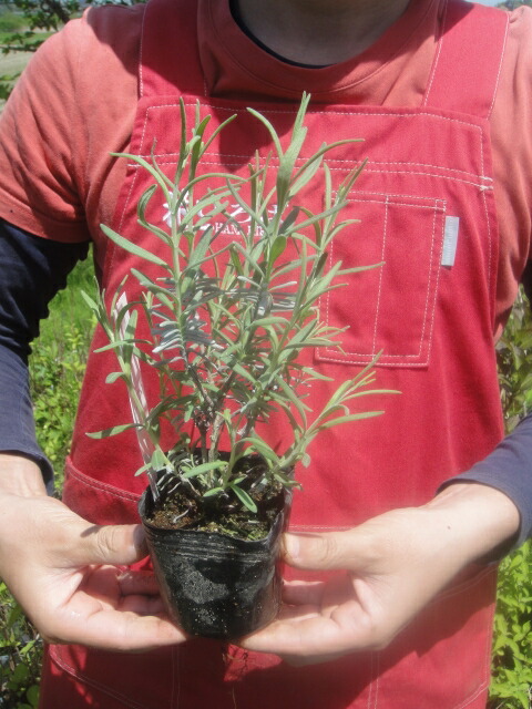 ラベンダー 紫花 トルーラベンダー