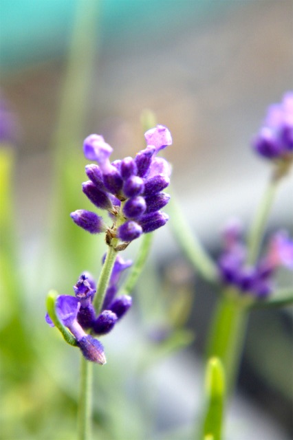 ラベンダー ホルゲイト アングスティフォリア系 苗 販売 苗木部 By 花