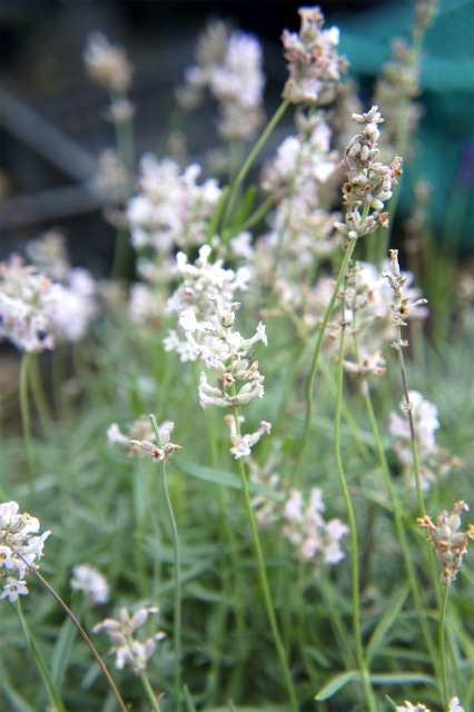 ラベンダー ナナロゼア アングスティフォリア系 苗 販売 苗木部 By 花