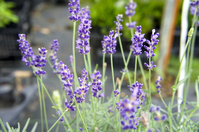 ラベンダー ピーターパンラベンダー 