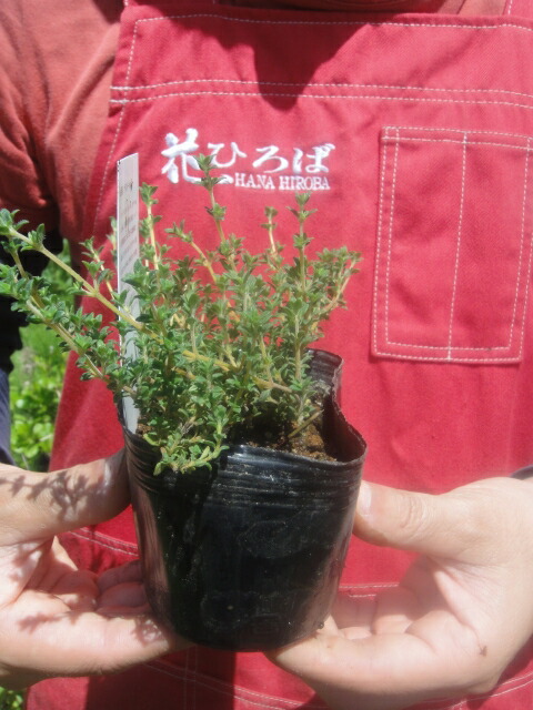 ラベンダー ラベンダータイム 