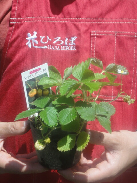 ワイルドストロベリー 白実 苗 販売 苗木部 By 花ひろばオンライン