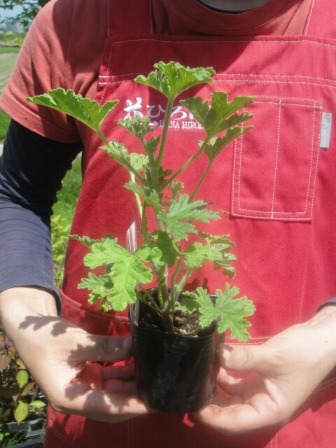 ゼラニウム 苗 販売 苗木部 By 花ひろばオンライン