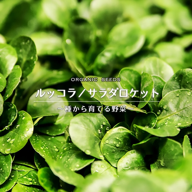 種　ロケット/ルッコラ（サラダロケット）