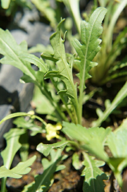 ワイルドロケット セルバチコ