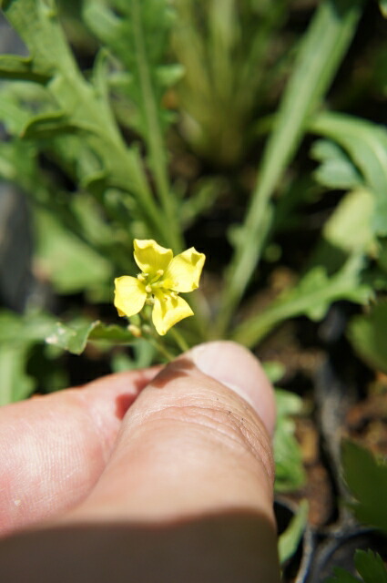 ワイルドロケット セルバチコの花