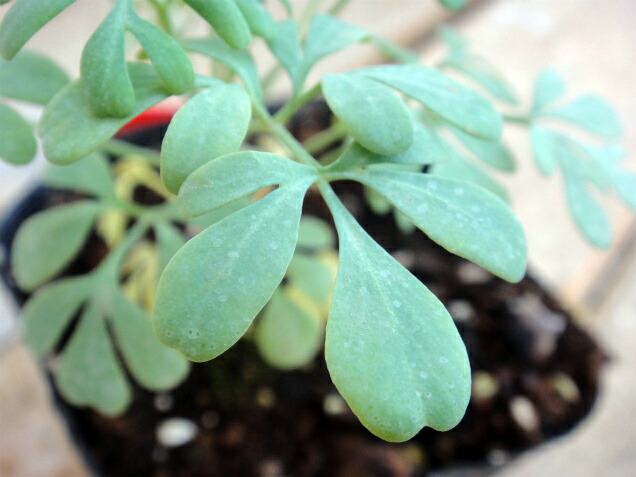 ルー ルー（ヘンルーダ） 2