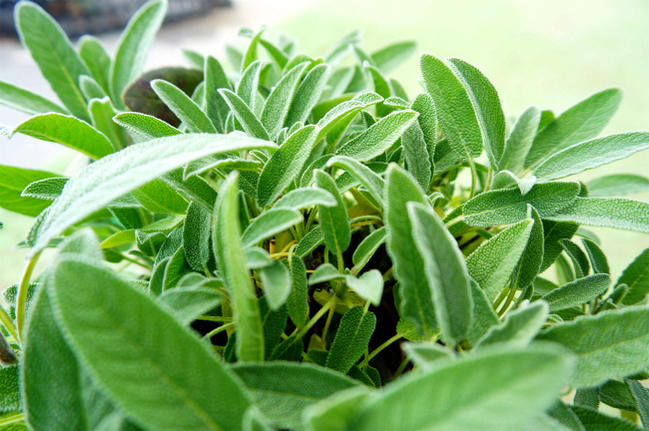 サルビア コモンセージ の葉