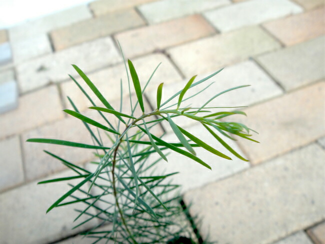 スノーウィーリバーワトルの葉