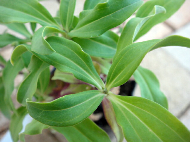 ソープワート ソープワート 1