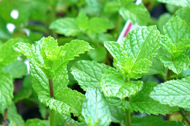 ミント スペアミント 2