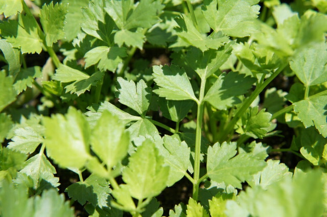 セロリ スープセロリ 1