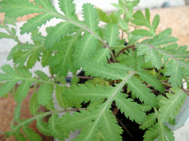 タンジー タンジー 1