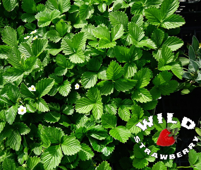 ワイルドストロベリー 赤実 