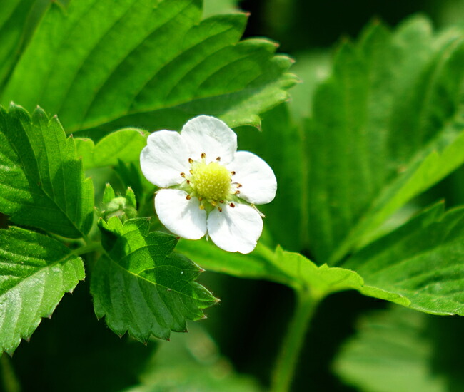 ワイルドストロベリー 赤実 苗 販売 苗木部 By 花ひろばオンライン