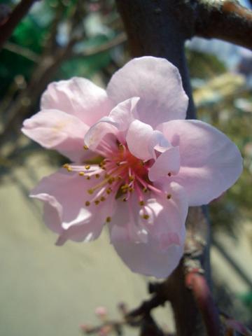 モモ 照手水密 1