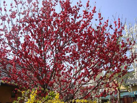 ハナモモ 寒緋桃 