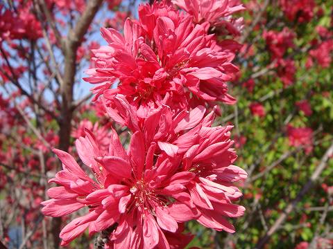 ハナモモ 菊桃 1