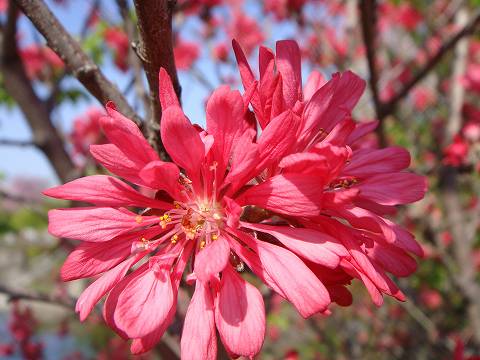 ハナモモ 菊桃 2