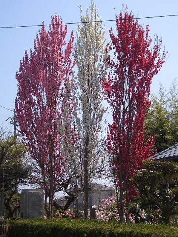 左から照手桃、照手白、照手紅