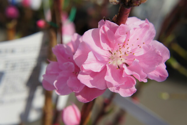 苗木に咲いた照手桃