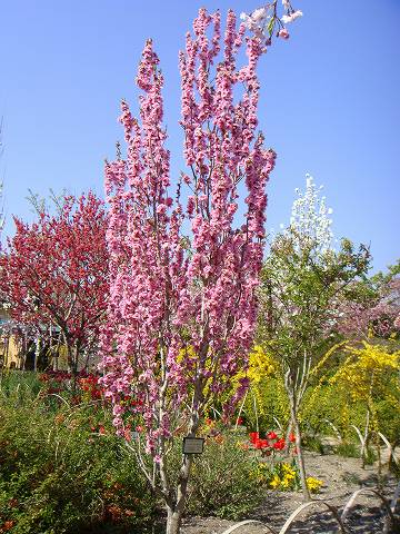 照手桃　ピンク