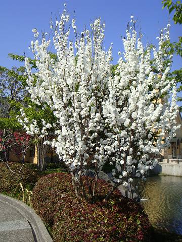 ハナモモ 照手白 